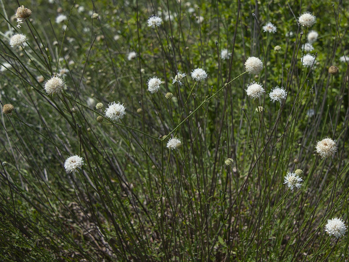Habitus